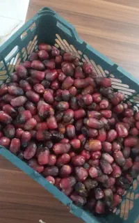 خرما تازه