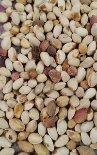 خریدار پسته پوک و گو و پوست پسته