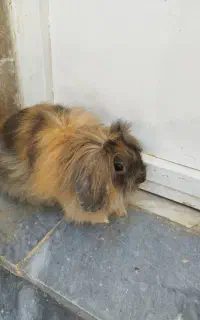 خرگوش