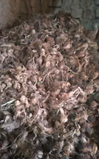 پیاز زعفران