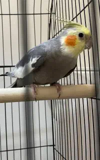 جفت عروس هلندی مولد