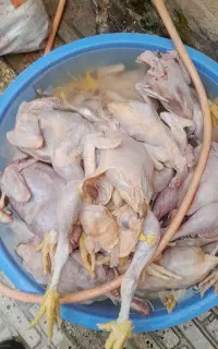 گوشت تازه ی مرغی برای سگ و گربه