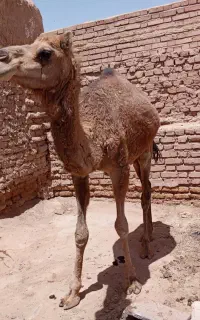 فروش شتر فوری