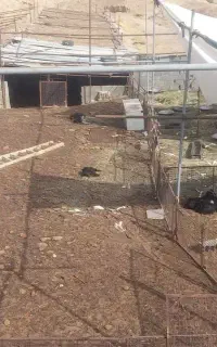 کود گوسفندی خالص