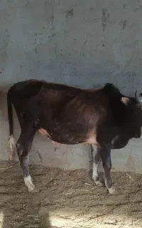 32 راس گوساله نر گیلک دورگ طالشی 100 کیلویی