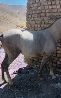 اسب ماده