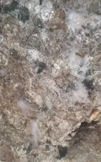 کود کبوتر