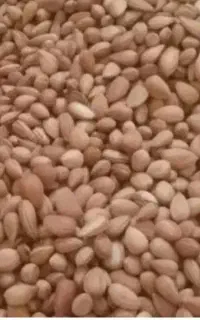 خریدار بادام و باقلا