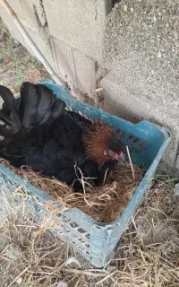 مرغ کورچ