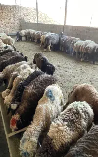 بره چاق تخت پرواری