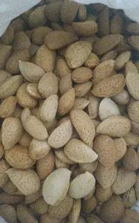 بادام سنگی