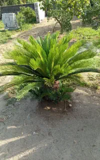 سیکاس تنه دار بزرگ ۱۵ ساله ۳عدد