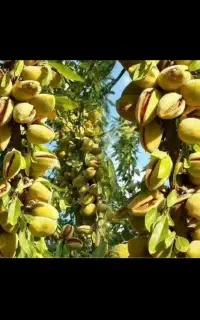 پر بار ترین نهال‌های سال