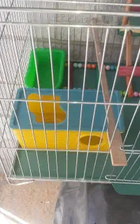 قفس مرغ عشق