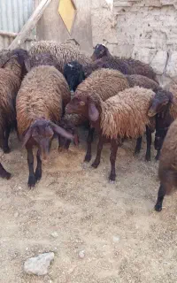 بره ماده