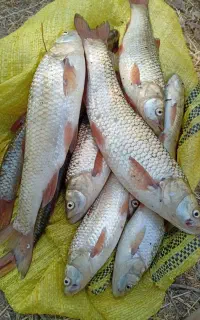 ماهی کول سیمره