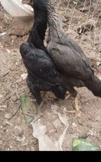 مرغ لاری اصل