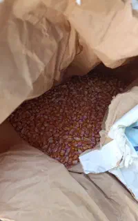 بذر ذرت مغان23کیلو