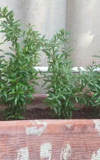نهال انار