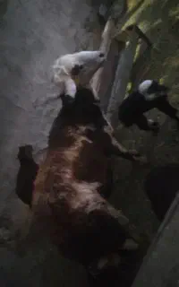 قوچ پلنگی