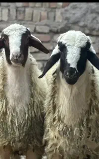 قصاب