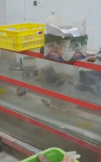 یخچال بستنی