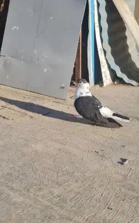 چادری ماده مست
