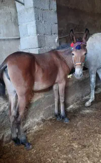 کره قاطر ۱۱ماه ماده