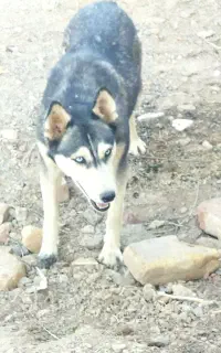 سگ هاسکی