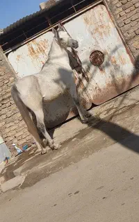 اسب
