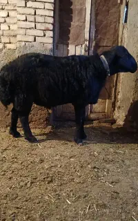 فروش قوچ قزل  هطرو