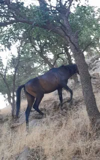 ۲ عدد مادیان و یک عدد کره اسب