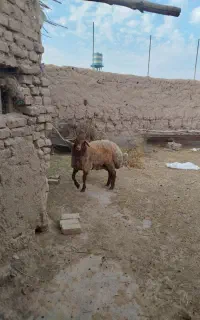 بره نر قوچی تخمی و ۸ماه ۸۰‌کیلو