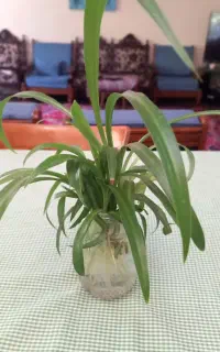 گل طبیعی گندمی در آب