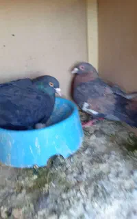 یه نر و ماده سرک ذات خوب