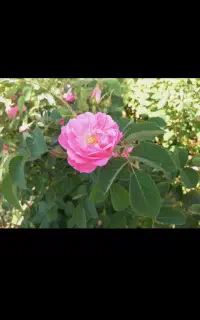 گل محمدی  دست چین روز