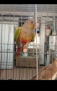 گمشده طوطی گرنچیک