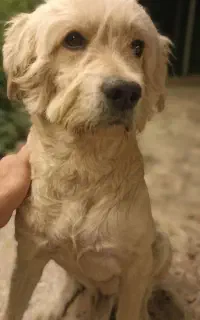 سگم گمشده اگه کسی پیداش کنه مژدگانی میدم
