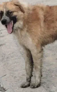 سگ نگهبان و گله