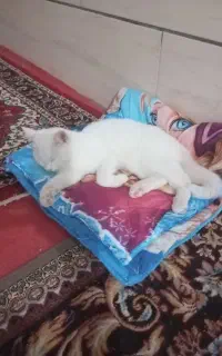 گربه