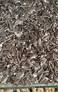 تخمه کانادایی مخصوص روز بازار (جمعه بازار)