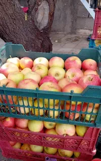 سیب ابدار استخوانی