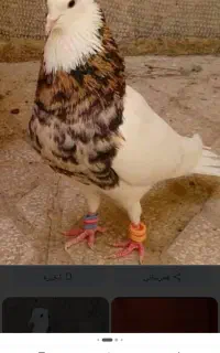 کبوتر طوقی ،کبوتر گمشده ، عکس آگهی نیست