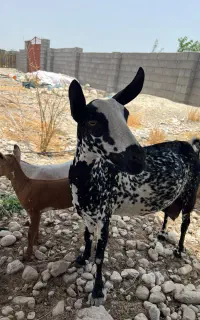 خوشگل