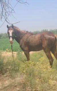 اسب