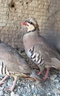 کبوتر