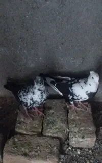 یک جفت خوب