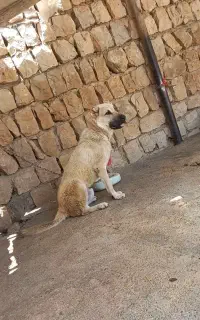سگ سرابی