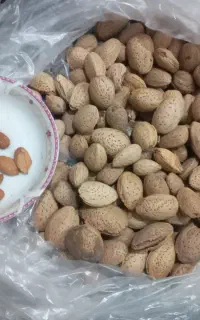 بادام امساله