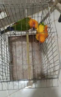 طوطی خورشیدی
